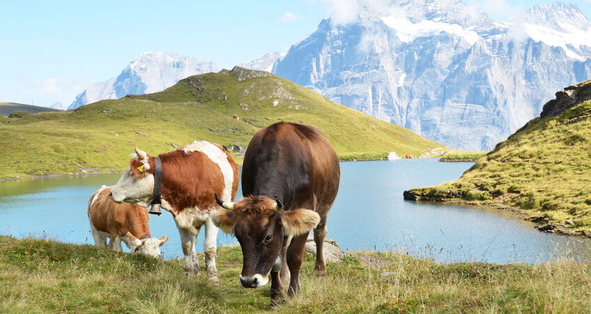 Tierversicherung für Haus-, Zucht- und Nutztiere