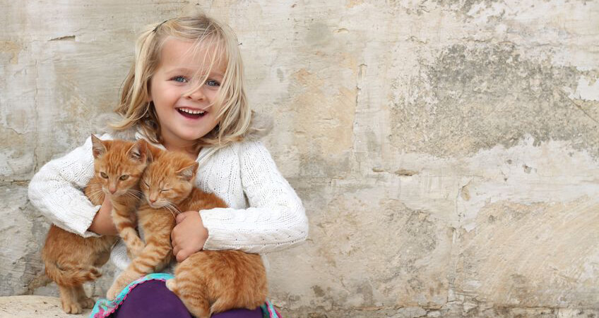 Katzenversicherung – die Krankenkasse für Katzen